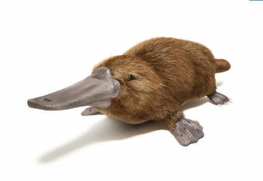 Ѳзгөчө тумшуктуу ѳрдѳк Vorschau